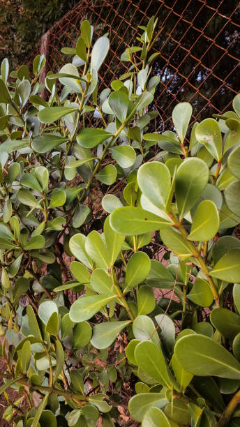 istock Beautiful plant growing on the fence 2157027441