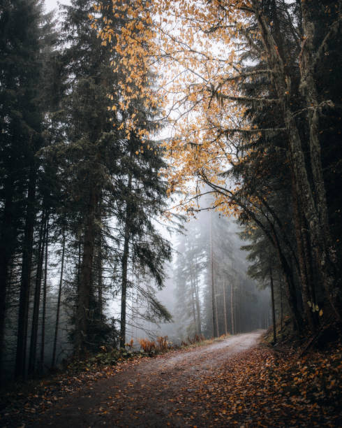istock Pathway in a foggy woods 2157029866