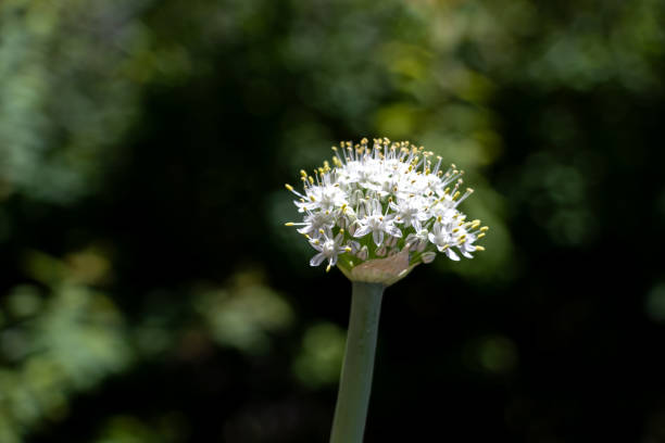 Flower at the tip of an onion leaf