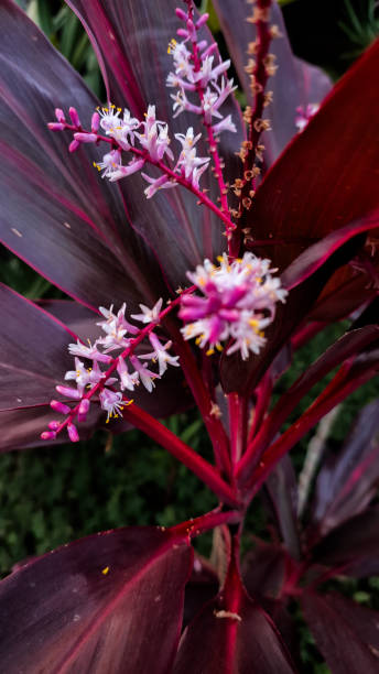 istock Beautiful plant in the garden 2157031646