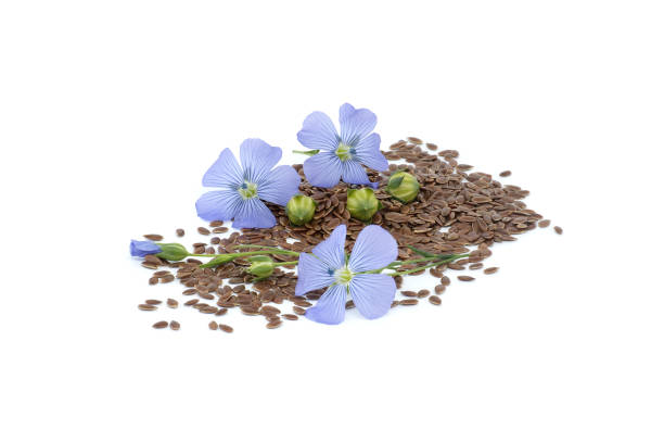 istock Flax (linseed) flower and seeds over white background 2157035939