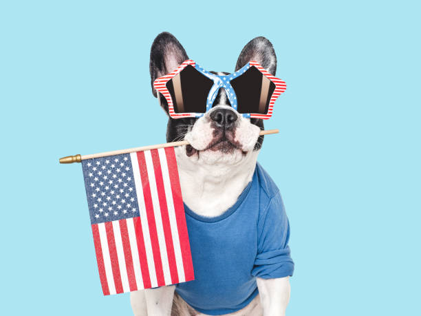 istock Cute puppy and American Flag. Studio shot 2157036872