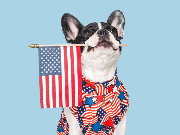 istock Cute puppy and American Flag. Studio shot 2157036877