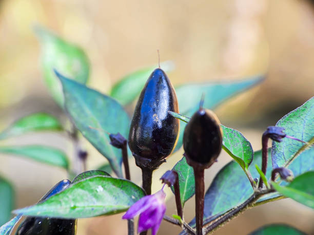 Close up of Fresh purple chilli, Purple 'Buena Mulata' hot chili pepper