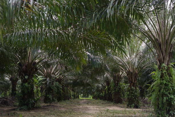 istock Palm Oil Plantations 2157038303