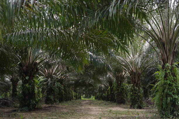 istock Palm Oil Plantations 2157038309