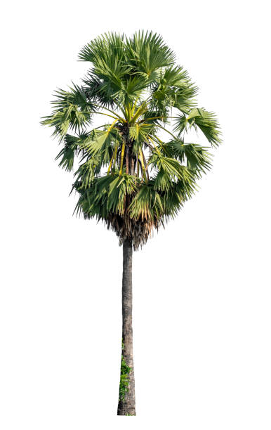 istock sugar palm isolated on the white background. 2157040252