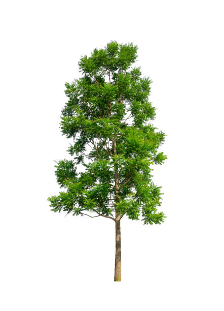 istock Trees that are isolated on a white background are suitable for both printing and web pages 2157040379