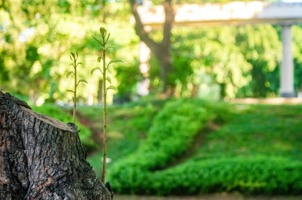 Young tree seedling grow from old stump with copy space
