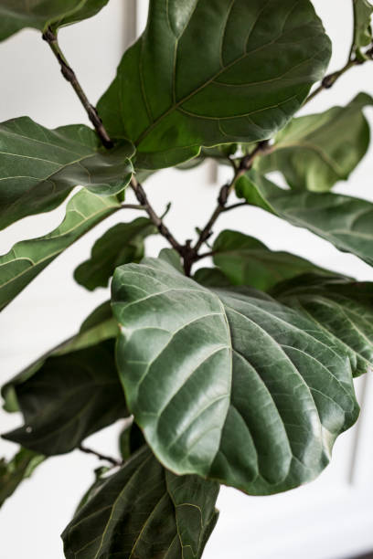 istock Room decoration with a plant 2157043595