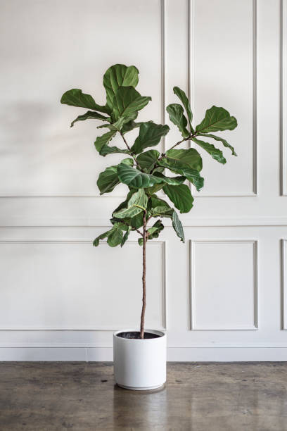 istock Room decoration with a plant 2157043606