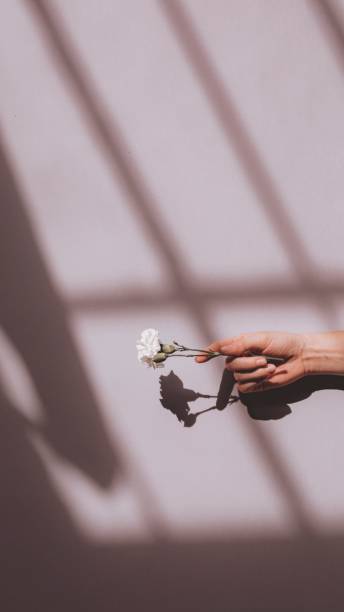 istock Woman holding a white carnation against a pink wall 2157044464