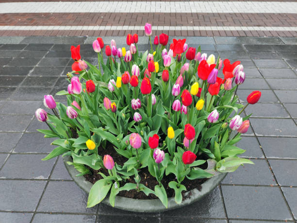 blooming tulips in Rotterdam