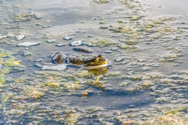istock A large green frog sits in the marsh. 2157046544