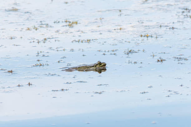istock A large green frog sits in the marsh. 2157046569