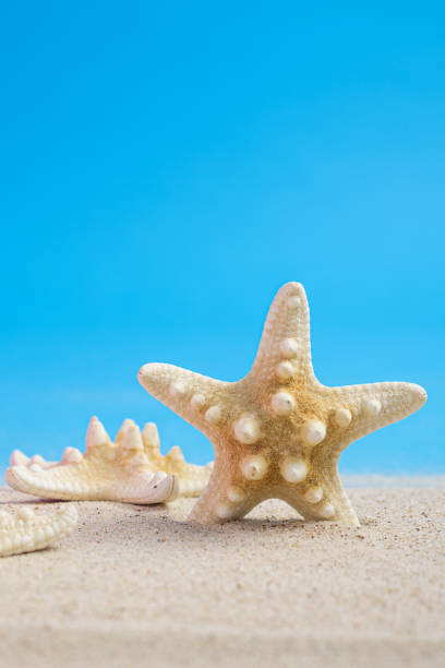 istock Starfish skeletons on beach sand with blue background. Summer background with space for text. 2157047147