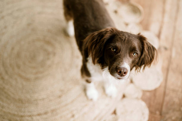 istock Cute springer spaniel mix at home indoors Sprocker 2157049625
