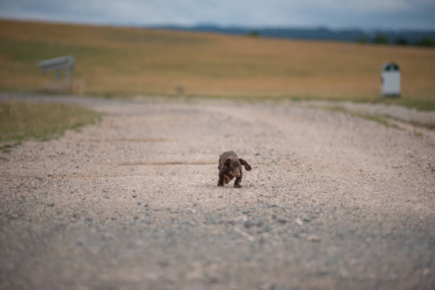 Dachshund puppy running on a dust road