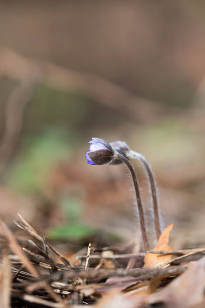Beautiful anemone hepatica blooming in the spring forest. Springtime woodland scenery of Latvia, Northern Europe.
