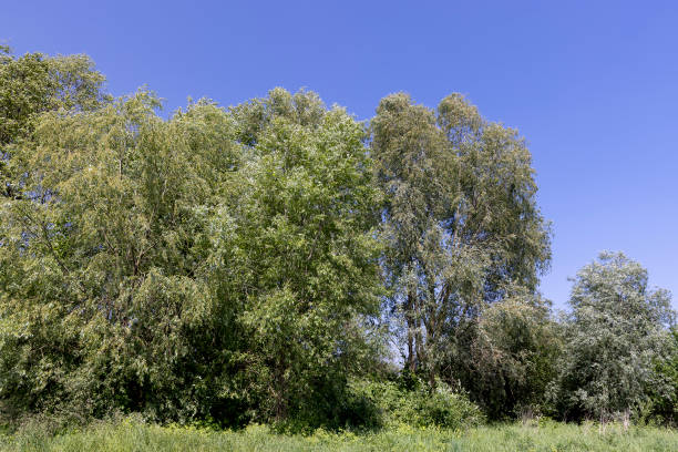 istock deciduous trees in windy weather in swaying foliage 2157050991
