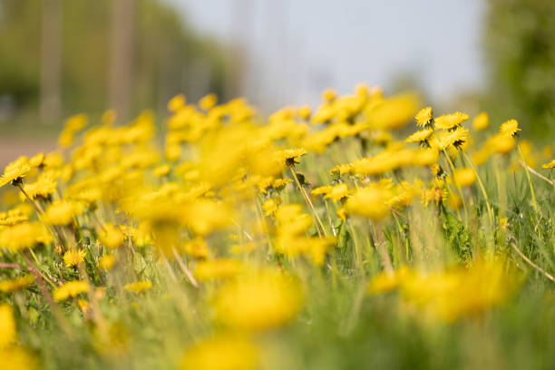 Beautiful yellow dandelions blooming in the sunny spring meadow. Natural springtime scenery of Latvia, Northern Europe.