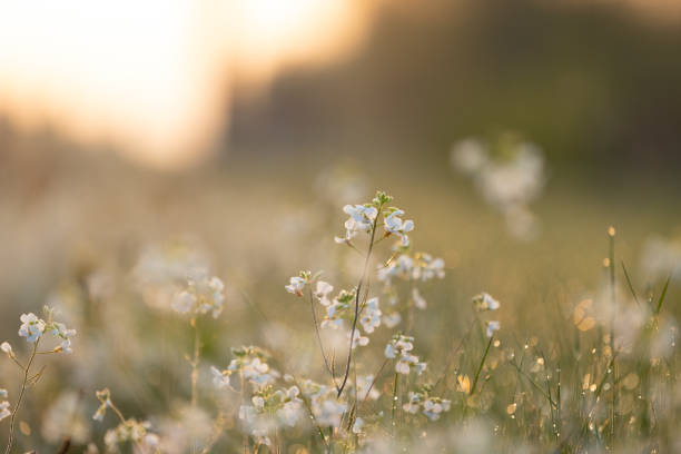 istock Beautifu, white, delicate flowers blooming during springtime. 2157052438