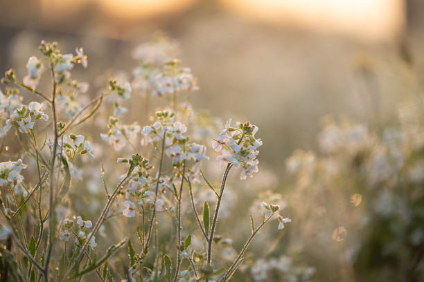 istock Beautifu, white, delicate flowers blooming during springtime. 2157052450