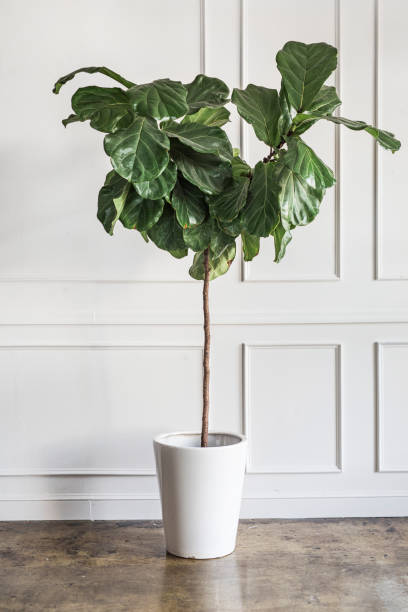 istock Room decoration with a plant 2157052453