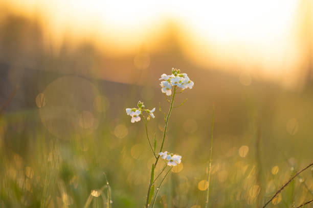 Beautiful, white, delicate flowers blooming during springtime. Natural scenery of Latvia, Northern Europe.