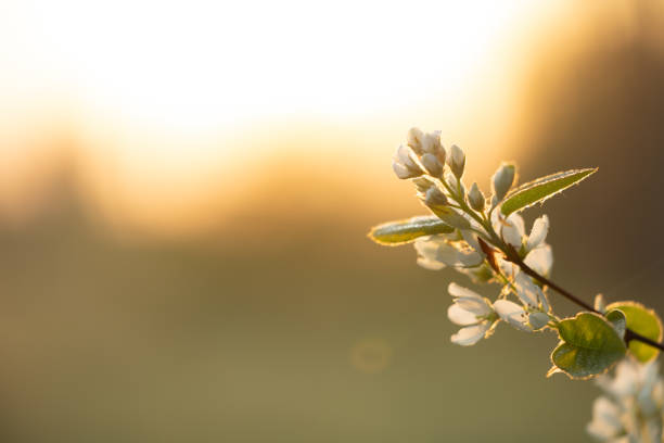 A beautiful bush blooming with white flowers in springtime forest. Natural woodlands scenery of Latvia, Northern Europe.