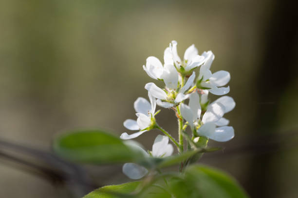 A beautiful bush blooming with white flowers in springtime forest. Natural woodlands scenery of Latvia, Northern Europe.