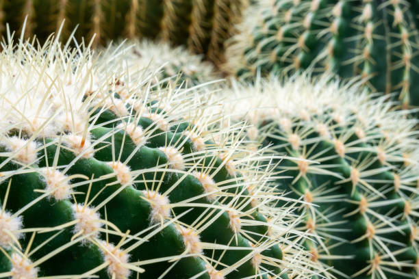 istock Close up of Golden barrel cactus (Golden ball cactus) 2157053720