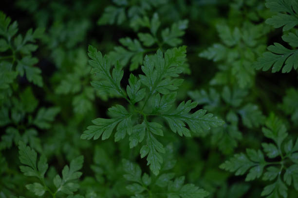 Beautiful fresh, green leaves during summertime. Natural rural scenry in Latvia, Northern Europe.