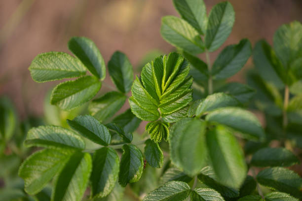 A beautiful, fresh green leaves of a wild rose bush. Natural summer woodland scenery of Latvia, Northern Europe.