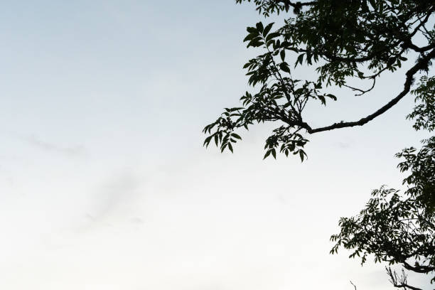 Beautiful tree branch with green leaves in summer. Natural summertime scenery of Latvia, Northern Europe.