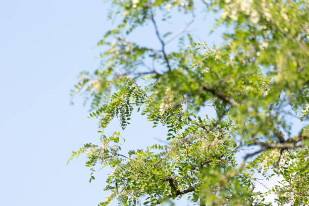 istock Beautiful, blooming acacia tree branches during sunny summer day. 2157055508
