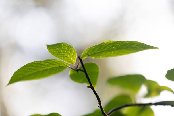 Beautiful, fresh bird cherry bush leaves sprouting during springtime. Natural spring scenery of Latvia, Northern Europe.