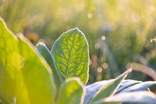Beautiful, fresh green leaves in bright morning sun. Natural springtime close-up of plants in Latvia, Northern Europe.