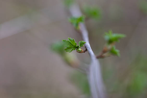 Beautiful fresh spring leaves growing on branches. Natural sprintime scenery of Latvia, Northern Europe.