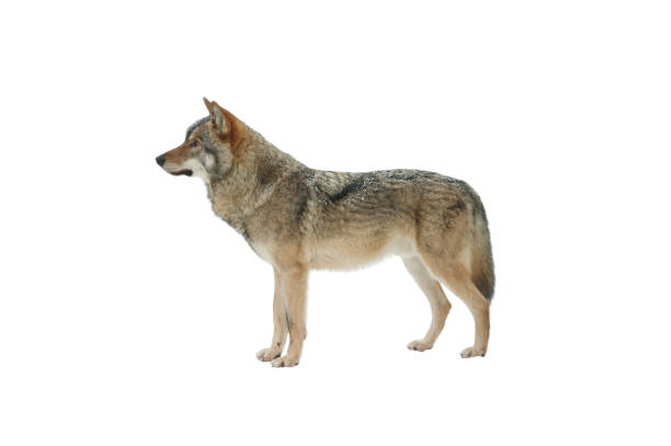 istock Standing gray wolf in the snow in winter isolated on white background. 2157056847