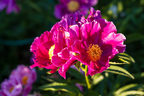 Dark pink peony flower opening its petals in the sunlight. High quality photo