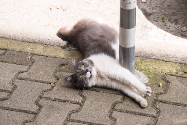istock Street stray cat 2157058291