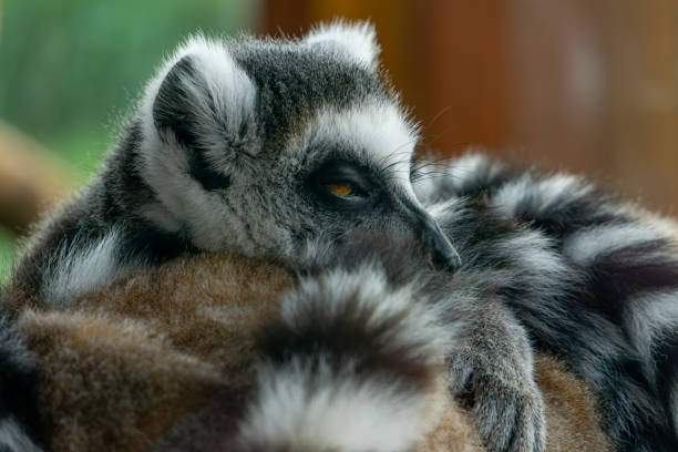 wild animals lemurs native to madagascar sleeping and resting in a heap. cuddly animals lying on top of each other, wild animals love