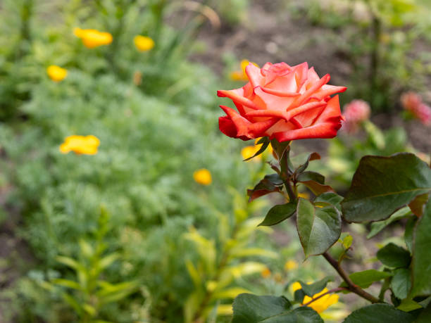 Red rose bud on a stem with a flower bed on the background. Shallow depth of field.