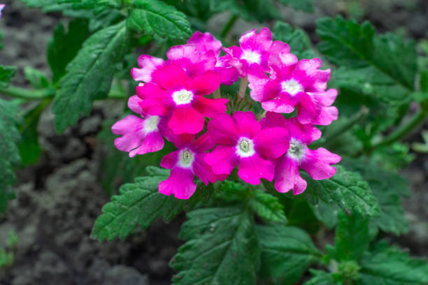Red verbena growing in the garden. Beautiful blooming verbena.