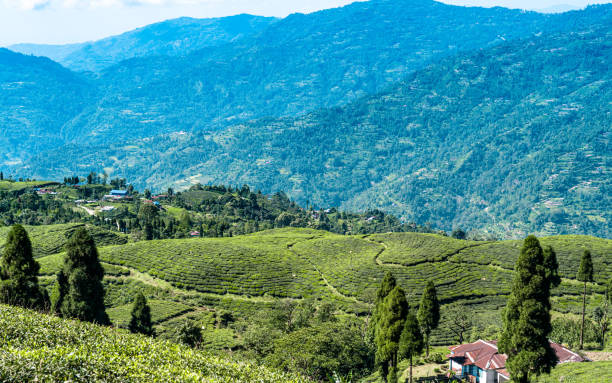 istock greenery tea farm hill in Kanyam 2157060466