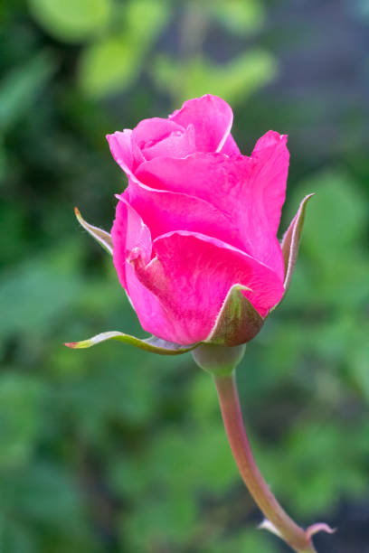 Close-up view of a red rose bud on a stem on the blurred natural background. Shallow depth of field.
