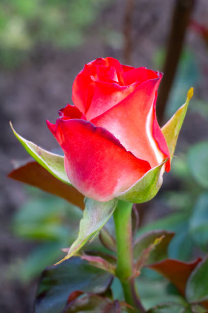 istock Rose bud on a stem with a garden on the background. 2157061041