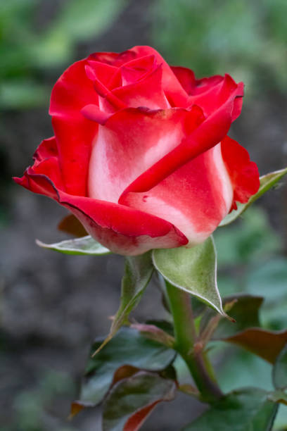 istock Rose bud on a stem with a garden on the background. 2157061192