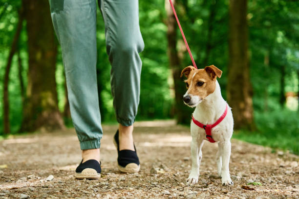 istock Woman Walking Dog in Park 2157062338